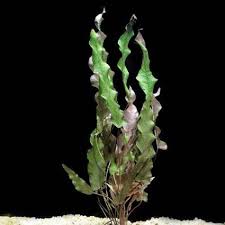 Image result for Nesaea dinteri