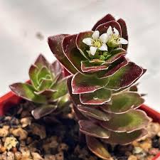 Image result for Crassula globularioides
