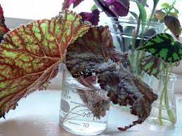 Collecting Begonias Begonia Propagating Plants Tropical Plants