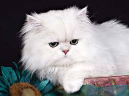 Long haired breeds such as persians maine coons and american curl can have the orange tabby pattern. Long Haired Cat Breeds Domestic Long Haired Cats