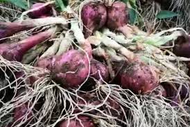 Beli aneka produk bawang merah besar 1kg online terlengkap dengan mudah, cepat & aman di tokopedia. Kementan Akan Kembali Bangun Food Estate Hortikultura Republika Online