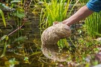 Barley straw has gotten some good buzz in the pond industry the last few years as a natural remedy for algae control, but this new product actually has some history behind it, besides allowing us to. Barley Straw Pond Cl Stock Photo By Gap Photos Image 0471462
