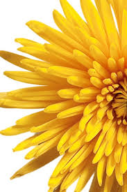 Yellow X Yellow Flowers Yellow Flower Wallpaper Yellow Color