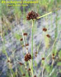 Image result for Rhynchospora eximia