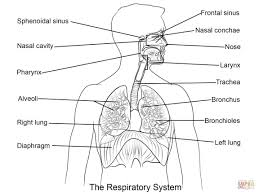 Anatomy Coloring Pages Anatomy Coloring Pages Free Coloring Pages Albanysinsanity Com Respiratory System Anatomy Coloring Book Human Respiratory System