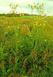 Image result for Sonchus friesii