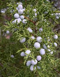 Image result for Aster milanjianus