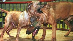 The Dog Breeds That Are Banned In The Uk And Why Bbc News