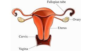 Talk to your doctor if your symptoms are. A Look At Ovarian Cancer The Chronicle