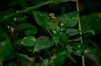 Image result for Laportea ovalifolia