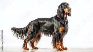 Image result for skotský setr gordonsetr