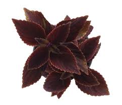 Image result for Coleus maculosus