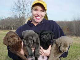 Later on in life, labs. 25 Cute Labrador Retriever Puppies Pictures And Images