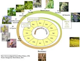 Maybe you would like to learn more about one of these? 1 Growth Cycle Of The Grapevine In New Zealand Stages Are Numbered Download Scientific Diagram