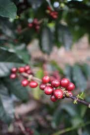 Geisha Variety Coffee Berries Berries Coffee Costa Rica
