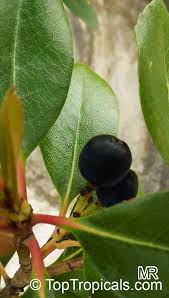 Image result for Rhaphiolepis umbellata