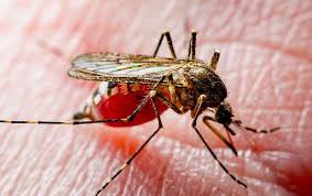 Nassau county nuisance wildlife removal services. The Best Way To Keep Mosquitoes Away From Your Nassau County Yard