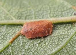 Image result for Stigmella lemniscella