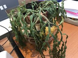 But now sales have spiked and it's all christmas trend for cacti is culmination of them becoming hottest plants of year while amazon is selling cactus christmas trees for £70 plus smaller versions Maine Gardener Have Your Office Plants Survived The Pandemic Portland Press Herald