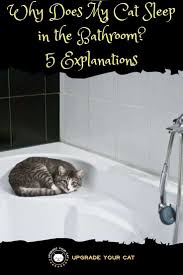 why does my cat sleep in the bathroom