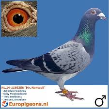 Nl 14 1166258 Mr Nanteuil Koppen Vogels