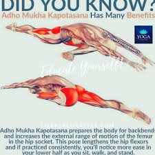 Yoga Yogaposes Kapotasana Yogahealth Yoga Yogalifestyle Yogateacher Yogainspiration Educate Yourself If You Yoga Benefits Yoga Anatomy Yoga Postures