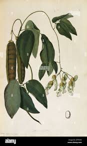 Image result for Mucuna gigantea