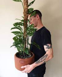 Tony S And My Monstera Adansonii That We Recently Made A Moss Pole For While Moss Poles Aren T The Most Visual Monstera Monstera Plant Care Plant Decor Indoor