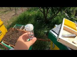 We did not find results for: S Au Imperecheat Reginele Sau Nu Youtube