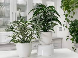 Dracaenas are popular for their upright foliage and ease of growing nature! Dracaena White And Jade Jewel Plant Care Difficulty Easy Amiesue Com