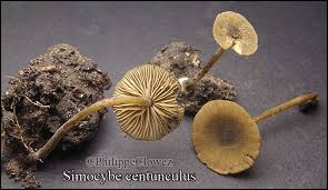 Image result for Simocybe centunculus