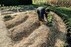 We would like to show you a description here but the site won't allow us. Choisir La Permaculture Pour Son Potager Le Guide Pour Bien Commencer