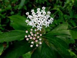 Image result for Asclepias