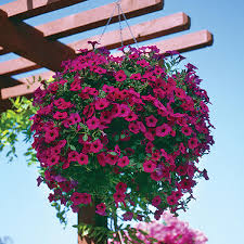 Now it's essential when purchasing the wave petunia seeds to get pelleted ones. Wave Purple Petunia Seeds Ne Seed