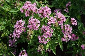 Image result for Pentas longiflora