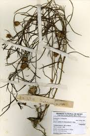 Image result for Centaurea praecox