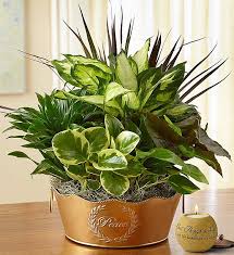 Busch's florist makes tough times a little easier with express. Peaceful Wishes Dish Garden 1800flowers Com 101201