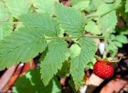 Image result for Rubus rosifolius
