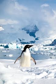 Our Next Big Adventure We Re Heading On An Antarctica Cruise Antarctica Travel Antarctica Cruise Adventure Travel Wanderlust