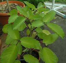 Image result for Rastrophyllum pinnatipartitum