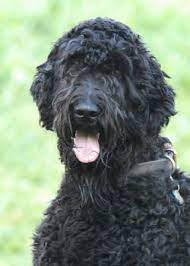 The devoted giant schnoodle is a hybrid breed where the stately giant schnauzer is crossed with the highly intelligent the giant schnoodle will enjoy being with his people and will do well with children. The Beautiful Giant Schnoodle Schnoodle Puppy Schnoodle Dogs And Puppies