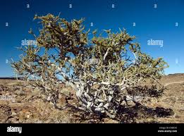 Image result for Boscia foetida