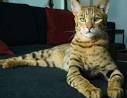 F2 Savannah Kittens For Sale - F1hybrids Savannah Cats