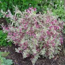 Proven winners® colorchoice® flowering shrubs. 26 Best My Monet Weigela Ideas Shrubs Plants Monet
