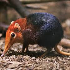 Image result for Rhynchotropis