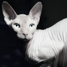Pin On Naked Cats