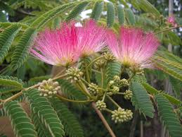 Image result for Albizia