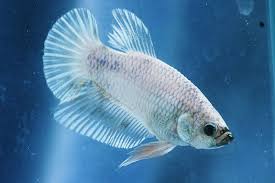 A wide variety of white betta fish options are available to you, such as material, feature, and aquarium & accessory type. Free White Betta Fish Stock Photo Freeimages Com