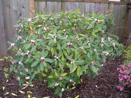 Daphne Odora Zuiko Nishiki Family Garden Woodland Garden Garden Planning