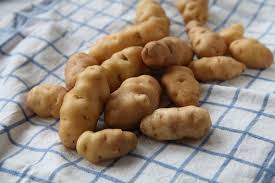 The ozette fingerling potato is an heirloom said to be brought from peru in the late 1700's by the spanish explorers and traded with the ozette indian tribe of the olympic peninsula in washington state. Not Your Supermarket Spud Edible Seattle